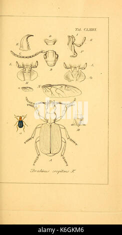 Deutschlands Insecten (Tab. CLXXVI) (6045022539) Stockfoto