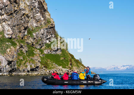 G Abenteuer Expedition Kreuzfahrtpassagiere in Zodiac Beiboot besuchen Dreizehenmöwen auf Meeresklippen nisten im Sommer. Sundsvollsundet Naturschutzgebiet, Norwegen Stockfoto