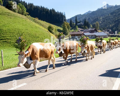 Berner Oberland, Schweiz - Oktober 4, 2016: wanderimkerei mit traditionellen Kleider mit Kühe mit Glocken und Blumen dekoriert. Stockfoto