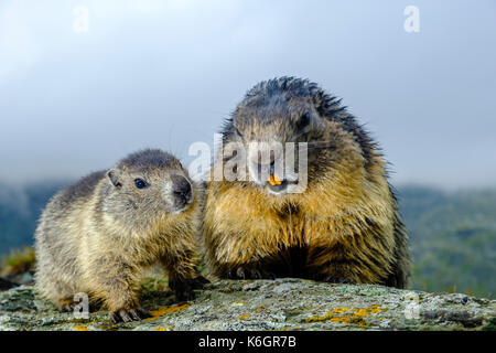 Ein Erwachsener und ein Baby-Almmurmeltier (Marmota marmota) sitzen auf einem Felsen auf der Kaiser-Franz-Josefs-Höhe Stockfoto