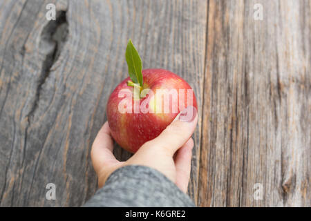 Apfel pflücken und nehmen die Güte des Apfels, um gesund zu sein. Ein Apfel hält den Doktor fern. Stockfoto