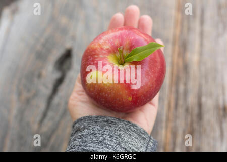 Apfel pflücken und nehmen die Güte des Apfels, um gesund zu sein. Ein Apfel hält den Doktor fern. Stockfoto