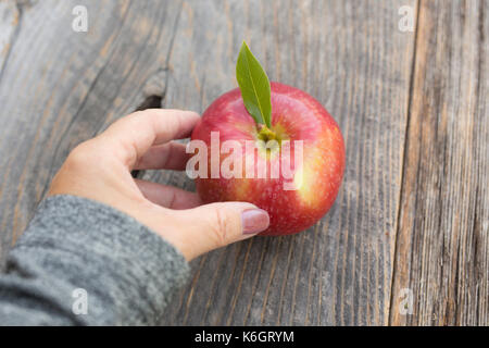 Apfel pflücken und nehmen die Güte des Apfels, um gesund zu sein. Ein Apfel hält den Doktor fern. Stockfoto