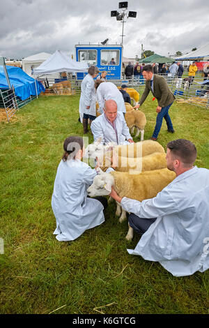 Schafe in Nantwich zeigen beurteilt Stockfoto