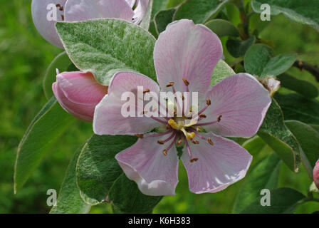 Cydonia oblonga, die Gemeinsame Quitte, Blüte, Familie der Rosaceae Stockfoto