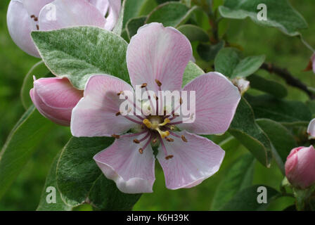 Cydonia oblonga, die Gemeinsame Quitte, Blüte, Familie der Rosaceae Stockfoto
