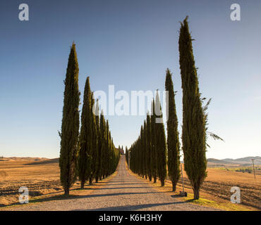 Am frühen Morgen Licht in Poggio Covili in der Nähe von Bagno Vignoni im Val d'Orcia, Toskana Italien Europa Stockfoto