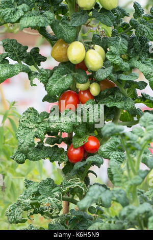 Lycopersicon esculentum. Zwerg Tomate "patio Pflaume 'F1 auf der Rebe in einem Blumentopf Stockfoto