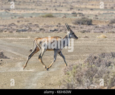 Juvenile Eland im südlichen afrikanischen Savanne Stockfoto