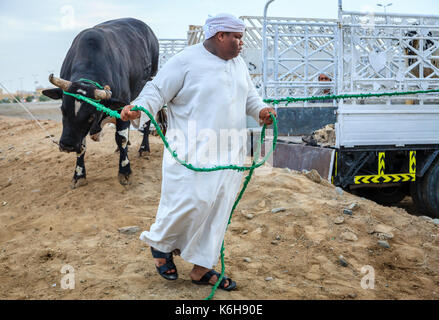 Fujairah, VAE, April 1, 2016: die lokale Bevölkerung Stiere bringen für die traditionellen Stierkämpfe in Fujairah, VAE Stockfoto
