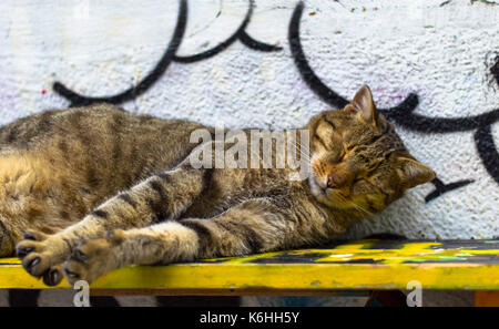 Katze in ein Mittagsschläfchen auf einer Straße Bank in Sofia. Stockfoto