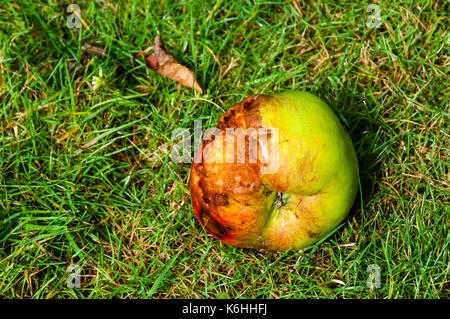 Windschlag Bramley apple Festlegung auf Gras. Es wurde zum Teil von Vögeln gefressen und beginnen zu faulen. Stockfoto