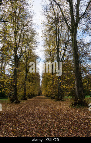 Eine Allee von Linden (Tilia x Europaea' Githago') im Herbst Stockfoto