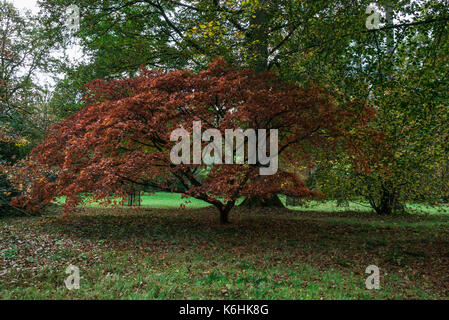 Ein ahorn palmatum subsp. Matsumurae im Herbst Stockfoto