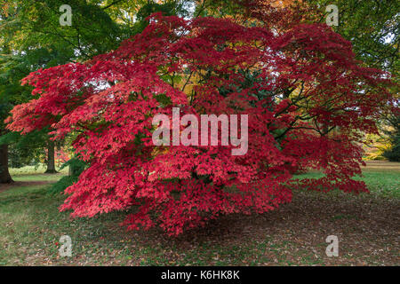 Ein ahorn palmatum subsp. Matsumurae im Herbst Stockfoto