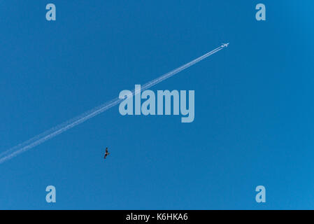 Ein roter Drachen (Milvus milvus) und ein Flugzeug im Flug in einem blauen Himmel Stockfoto