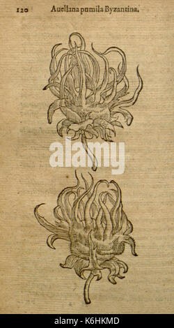 Dieses Bild zeigt Seite 120 von „Atrebatis Rariorum aliquot stirpium“ von Carolus Clusius, ein botanisches Werk aus dem 16. Jahrhundert. Clusius war ein renommierter Botaniker und die Seite zeigt eine Illustration seltener Pflanzen aus seiner Sammlung. Stockfoto