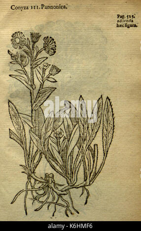 Caroli Clusii Atrebatis Rariorum aliquot stirpium BHL 6719677 Stockfoto