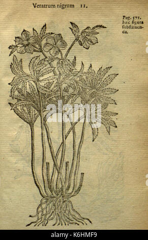 Caroli Clusii Atrebatis Rariorum aliquot stirpium BHL 6719679 Stockfoto