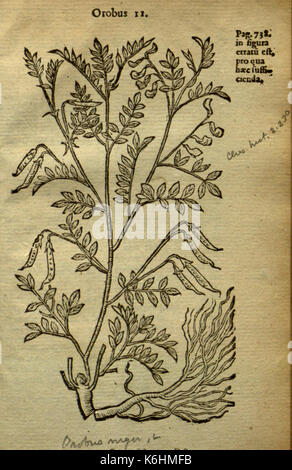 Caroli Clusii Atrebatis Rariorum aliquot stirpium BHL 6719680 Stockfoto