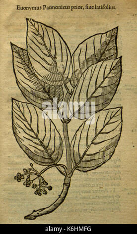 Caroli Clusii Atrebatis Rariorum aliquot stirpium BHL 6719700 Stockfoto