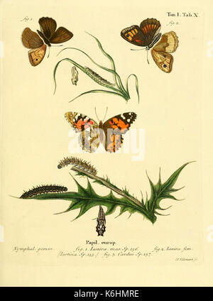 Schmetterlinge in Abbildungen nach der Natur (Tab. X) (6102670705) Stockfoto