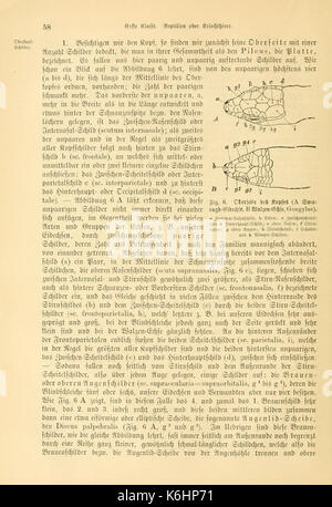 Deutschlands Amphibien und Reptilien (Seite 58, Abb. 6) BHL 12231977 Stockfoto