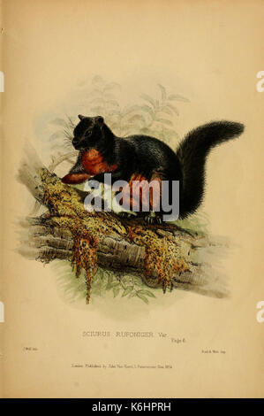 Beiträge zur Naturgeschichte von Labuan, und die angrenzenden Küsten der Insel Borneo (6194994854) Stockfoto