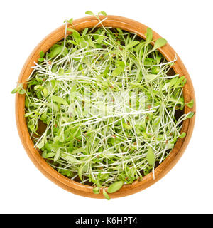 Alfalfa microgreens in Houten. Keimblättern von Medicago sativa auch als Luzern. Junge Pflanzen, Sämlinge, Sprossen für Salate. Foto. Stockfoto