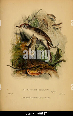 Beiträge zur Naturgeschichte von Labuan, und die angrenzenden Küsten der Insel Borneo (6194995214) Stockfoto