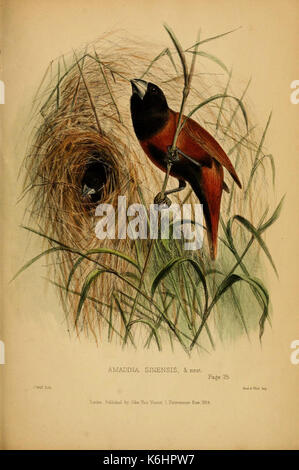 Beiträge zur Naturgeschichte von Labuan, und die angrenzenden Küsten der Insel Borneo (6194478371) Stockfoto