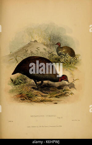 Beiträge zur Naturgeschichte von Labuan, und die angrenzenden Küsten der Insel Borneo (6194995426) Stockfoto