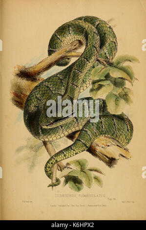 Beiträge zur Naturgeschichte von Labuan, und die angrenzenden Küsten der Insel Borneo (6194995610) Stockfoto