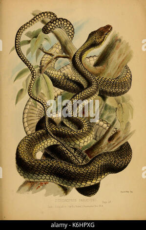 Beiträge zur Naturgeschichte von Labuan, und die angrenzenden Küsten der Insel Borneo (6194478767) Stockfoto