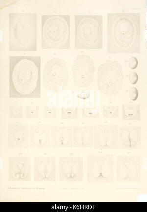 Die entwickelungsgeschichte der Kreuzotter (Pelias berus Merr.) (IV) BHL 3691137 Platte Stockfoto