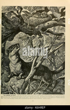 Brehm das Leben der Tiere (Seite 163) (6220159027) Stockfoto