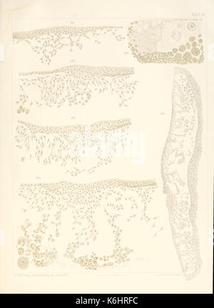 Die entwickelungsgeschichte der Kreuzotter (Pelias berus Merr.) (Platte IX) BHL 3691159 Stockfoto
