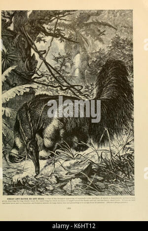 Brehm das Leben der Tiere (Seite 385) (6220690770) Stockfoto