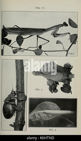 Bulletin Staatlichen Geologischen und natürlichen Geschichte Umfrage von Connecticut BHL 4878022 Stockfoto