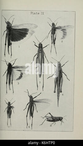 Bulletin Staatlichen Geologischen und natürlichen Geschichte Umfrage von Connecticut BHL 4878108 Stockfoto