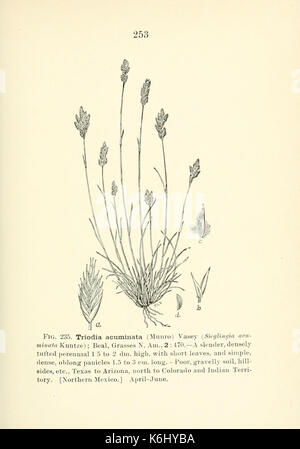 Bulletin (Seite 253) BHL 4874888 Stockfoto