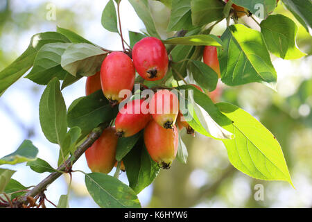 Holzäpfel, Malus John downie' Reifen auf einem Crab apple tree branch im frühen Herbst, Shropshire, England. Stockfoto
