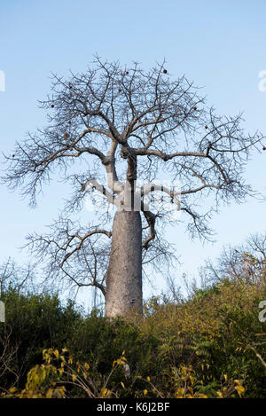 Baobab Baum, Adansonia madagascariensis, auf französischen Berg, Antsiranana, Diego Suarez, Madagaskar Stockfoto