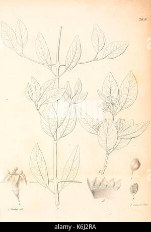 De rubiaceis capensibus praecipue de genere anthospermo (Tab. II) BHL 36982850 Stockfoto