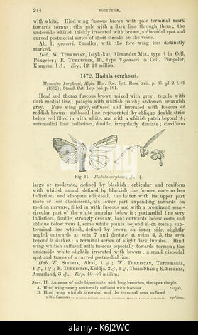Katalog der Lepidoptera Phalaenae im Britischen Museum (Seite 244) BHL 18410471 Stockfoto