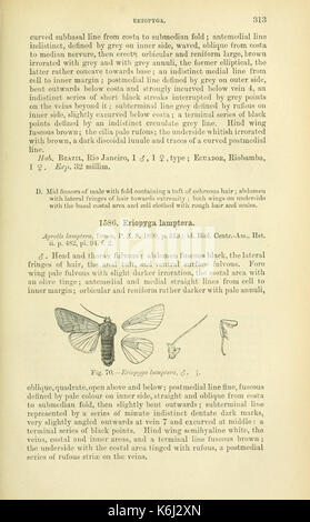Katalog der Lepidoptera Phalaenae im Britischen Museum (Seite 313) BHL 18410540 Stockfoto