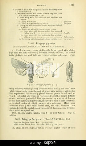 Katalog der Lepidoptera Phalaenae im Britischen Museum (Seite 315) BHL 18410542 Stockfoto
