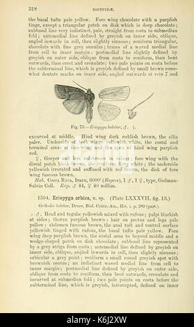 Katalog der Lepidoptera Phalaenae im Britischen Museum (Seite 318) BHL 18410545 Stockfoto