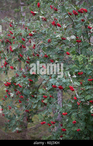 Rowan Tree voller Beeren Stockfoto