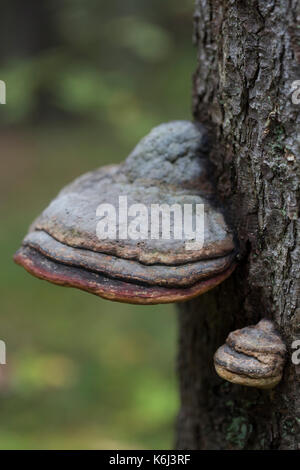 Zunderschwamm Stockfoto